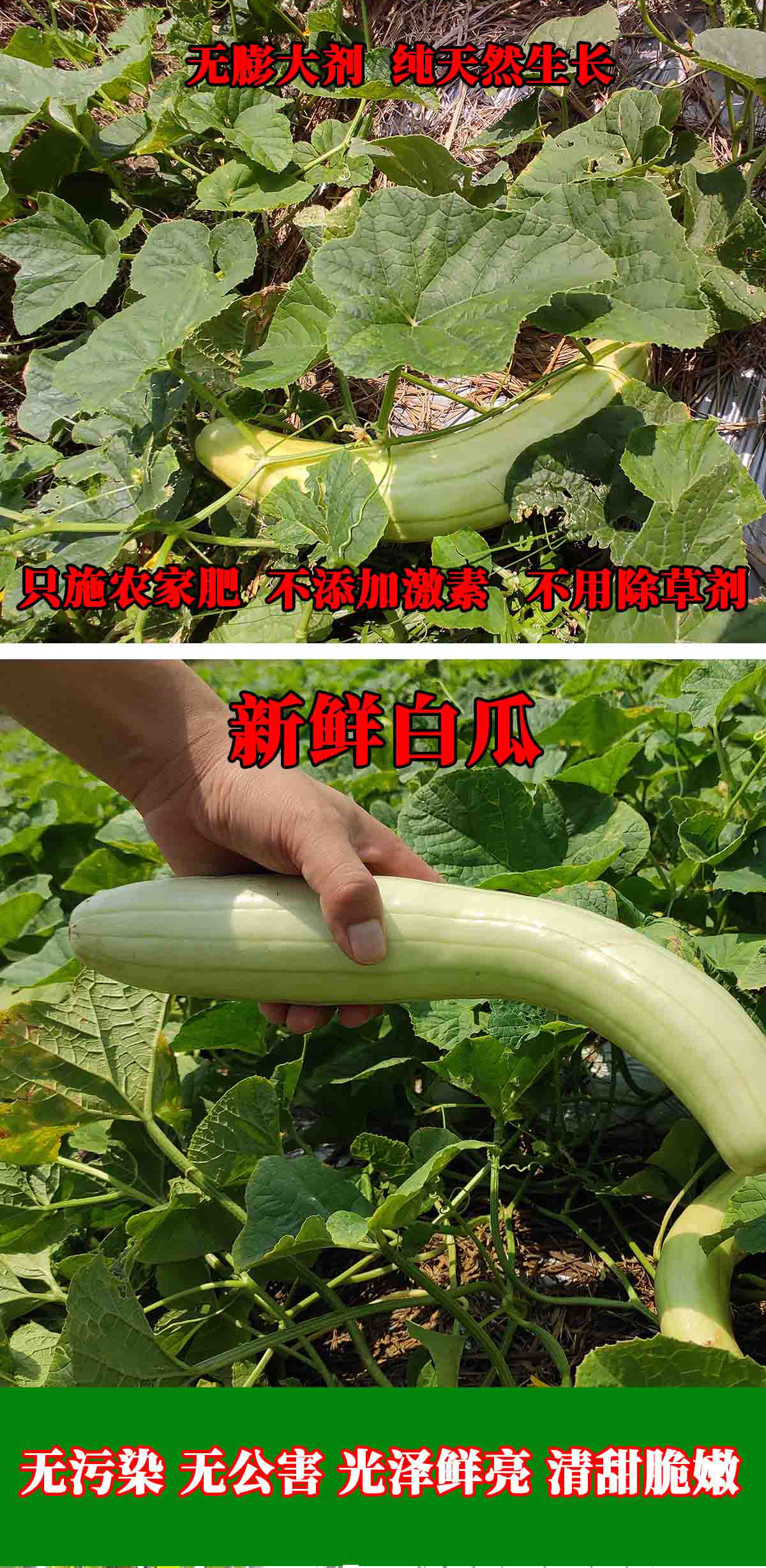 无公害有机蔬菜配送4